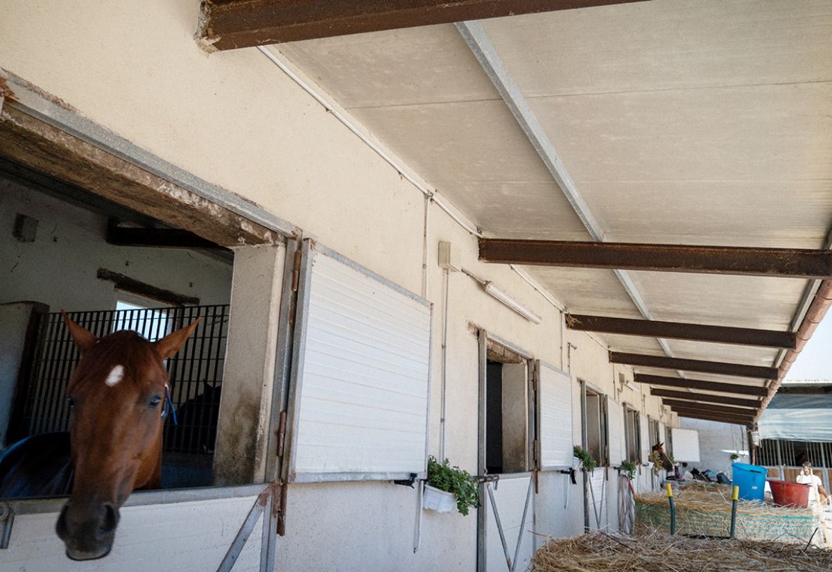 A Chiaramonti nasce una scuderia di cavalli
